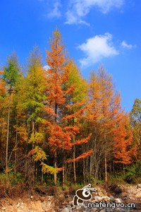 波兰客场憾负瑞士，遭遇出局命运！一场失利的背后，是怎样的无奈与不甘？
