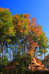 RB莱比锡：红牛逐梦欧冠，年轻雄狮剑指巅峰