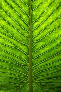 荣耀之巅：厄瓜多尔队员闪耀国家队，谱写绿茵传奇